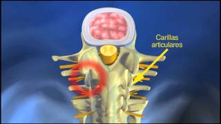 Estructura de la columna vertebral [upl. by Edya]