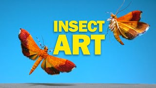 Flying Insects as Art in NAT GEO [upl. by Eveivenej954]