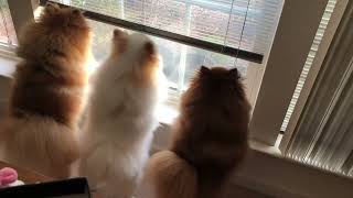 pomeranian dogs barking Sounds  dog Barks outdoor funniest ever [upl. by Swee563]