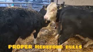 15 Proper Hereford bull weanlings [upl. by Ahsoj]