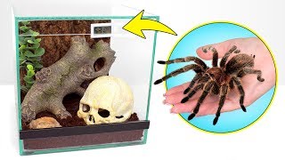 🕷A Pet Tarântula Explora a Sua Nova Casa [upl. by Eeima]