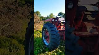 Farmall 826 in Action farmall farmallfanatic redpower shorts [upl. by Annaili]