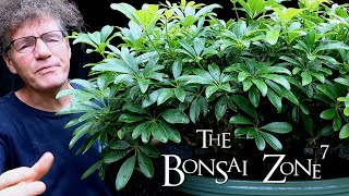 A Detailed Pruning of my Schefflera arboricola Bonsai The Bonsai Zone Sept 2020 [upl. by Einnek526]