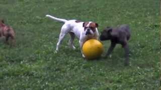 Asgard´s Pride Bulldogs quot5 Hunde und ein Ballquot [upl. by Notterb]