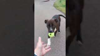 The Staffy Nemo playing [upl. by Comptom]