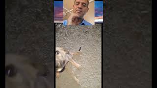 LOVE IS GONE disabled lovely puppy ytshorts baby disablity puppy [upl. by Rock]