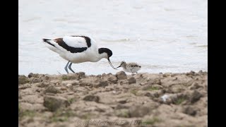 Avocet chicks in Steart Marshes [upl. by Araccat]