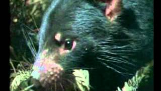 Nature of Australia The Tasmanian Devil [upl. by Yrebmik]