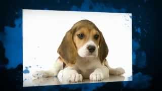 Raza de perros beagle [upl. by Nnaharas]