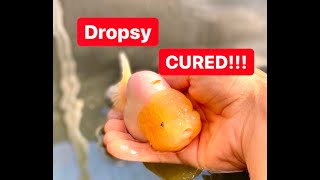 How to Treat  Cure Dropsy  Successful method to treat dropsy in goldfish [upl. by Yretsym]