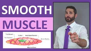 Schneid Guide to Smooth Muscle Excitation and Contraction [upl. by Ayekahs]