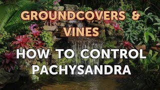 How to Control Pachysandra [upl. by Nosnorb]