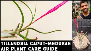 Tillandsia Caput Medusae  Airplant Species Highlight  Care amp Culture NandanamExotics [upl. by Annaer]