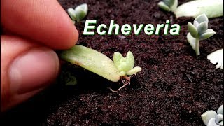 How to Grow Echeveria amp Succulent from leaf [upl. by Luanne]