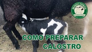 COMO PREPARAR CALOSTRO [upl. by Akimik679]