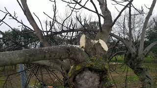 COMO PODAR UNA HIGUERA poda drástica de la higuera🌿🌿 [upl. by Engelhart]