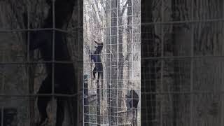 Black Mangabey Kansas City Zoo [upl. by Stanton876]