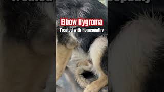 Elbow Hygroma in Dogs Possible treatment with homeopathy [upl. by Reiser498]