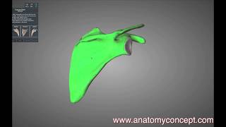 Anatomical position and Side determination of Scapula  Anatomyconcept [upl. by Josler]