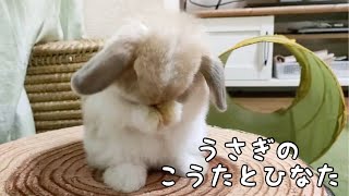 【閑話休題】うさぎのくしくしをみて、癒されよう〜Healed by a rabbit〜819 [upl. by Riobard]