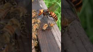 Giant Hornet Group Attack on Honeybee Hive savethebees [upl. by Schrader]