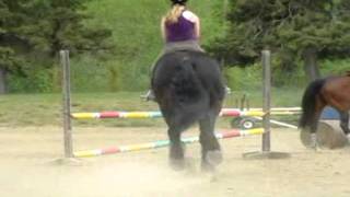 Percheron Jumping Ariana amp Knight [upl. by Bonnes]