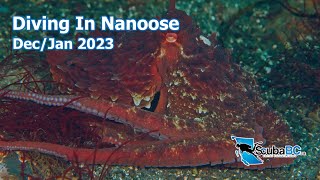 Sony A7S3 Underwater Footage From Nanoose Bay BC December 2022 VancouverIsland [upl. by Anastasia71]