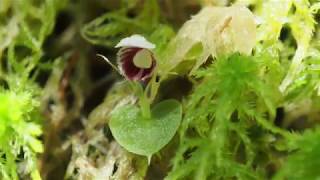 Corybas carinatus helmeted orchid from Sarawak [upl. by Jard247]