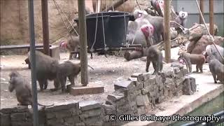 Paviane Kampf  Baboons fighting  Kolner Zoo 2024 [upl. by Tandie]