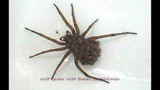 Wolf Spider With Babies On Abdomen [upl. by Gael91]