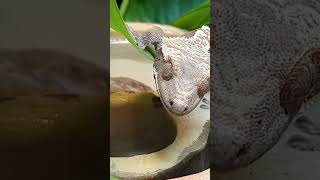 ABONNETOI 😉 Tuto gecko à crête sur la chaîne terrario animals terrarium vivarium pets gecko [upl. by Cirdec]