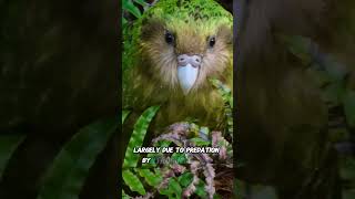 The Mysterious Kakapo Nature’s Heaviest Parrot 🤔animals facts [upl. by Dolli]