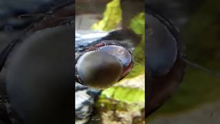 Neritina pulligera  MilitaryBlack helmet nerite snail feeding [upl. by Orva]