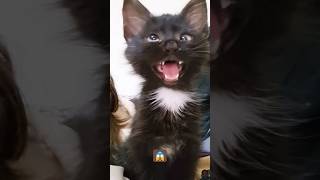 Cute cat actingshprtsfuunyshortsfunforkidstvhindirhymescutebaby [upl. by Guinn]