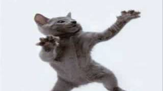 Cat Dancing to Hamster Dance [upl. by Felicdad]