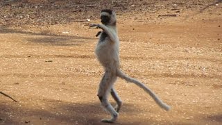 Dancing Lemurs Verreauxs Sifaka of Madagascar [upl. by Teece]