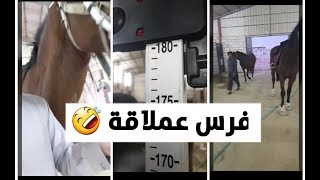 فرس رفيعة بشكل ملفت جدا ركوب ومقارنه بينها وبين الجواد العربي [upl. by Botnick]