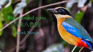 Alert call Bluewinged pitta 马来八色鸫 馬來八色鶇Pitta moluccensis ミナミヤイロチョウ BURUNGPACAT SAYAP BIRU [upl. by Yahsed]