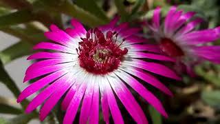 676  Way to collect seed from Ice Plant Living Stone Daisy  Mesembryanthemum Hindi Urdu15318 [upl. by Pownall]