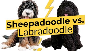 Sheepadoodle vs Labradoodle 🐶 Breed Comparison 🐶 🔴 2023 🔴 [upl. by Cleave]