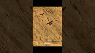 Peregrine Falcon VS Lanner Falcon falcons peregrinefalcon lannerfalcon [upl. by Innavoig866]