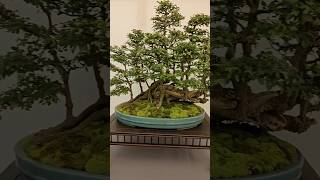 Epic Bonsai Elm Raft at the German Bonsai Show [upl. by Sadick162]