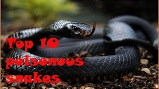 Top 10 poisonous snakes with names and details [upl. by Glynda]