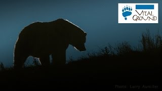 Courting Grizzly Bears  Swan Range Western MT [upl. by Aden]