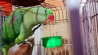 Raw Alexander Parrot Best Talking Video [upl. by Swamy10]