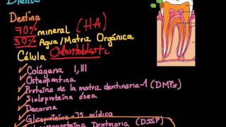 Ecología microbiana Oral Definiciones de placa dentobacteriana y tejidos del diente [upl. by Leggat411]