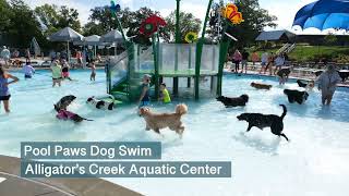 Pool Paws Dog Swim  OFallon Missouri [upl. by Zora]