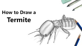 How to Draw a Termite with Pencils Time Lapse [upl. by Neelasor]