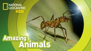 Army Ant 🐜  Amazing Animals [upl. by Alvy256]