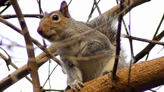 Squirrel Barking  Call Loud Sound [upl. by Brufsky679]